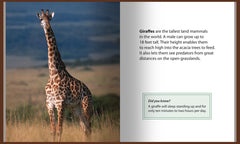 Giraffe standing in tall grass