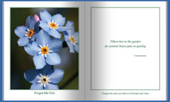 Close-up of Forget-me-not flowers 