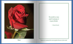 Close-up of a single Rose 