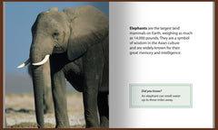 Elephant with large tusks